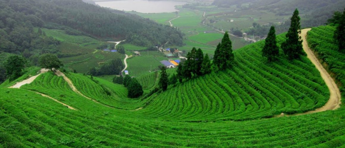 The-Dragon-Well-Tea-Fields