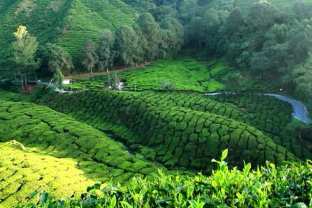 mata-tea-estate-rwanda