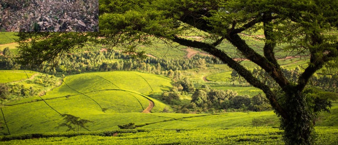 tea_plantation_malawi (1)