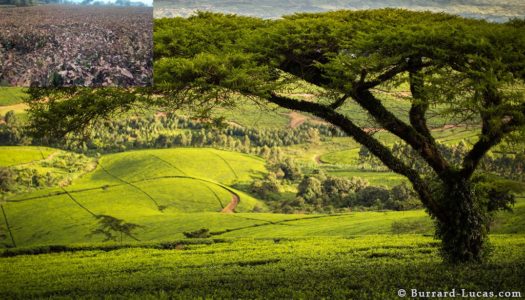 tea_plantation_malawi (1)