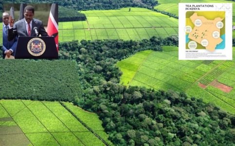 Kenyan-Tea-Plantations-1