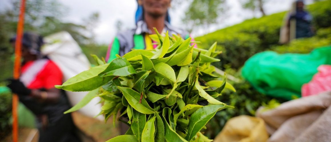 tea-plantation-sri-lanka-estate-GettyImages-1125499018-1