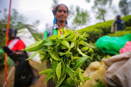 tea-plantation-sri-lanka-estate-GettyImages-1125499018-1